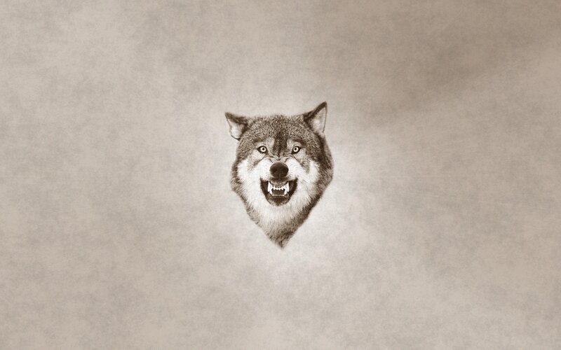 Wolf Head Portrait — Gray