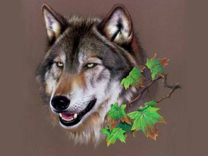Wolf Head Portrait