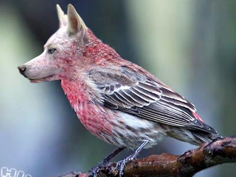 wolf-headed bird hybrid