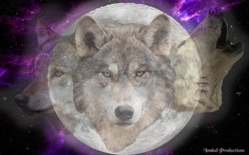 Wolf Heads on Moon — Purple