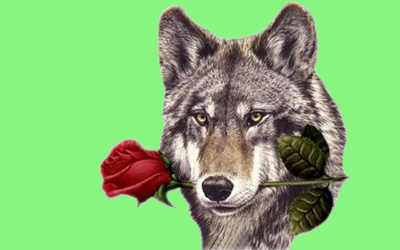 wolf holding a rose
