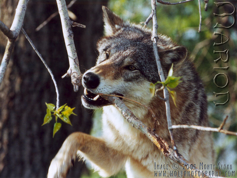 Wolf Holding Branch