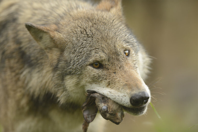 Wolf Holding Prey