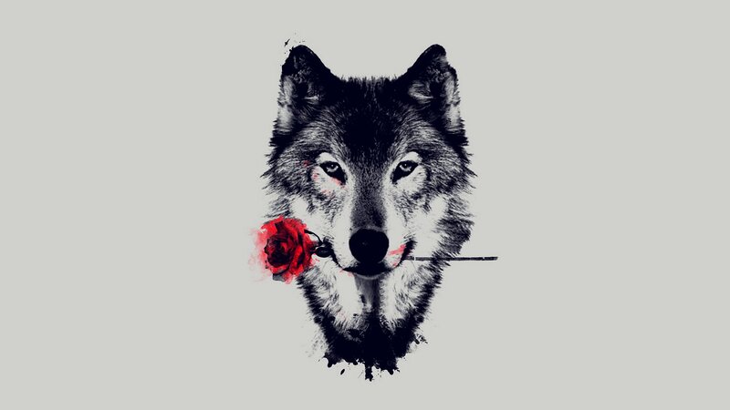 Wolf Holding Rose — Gray
