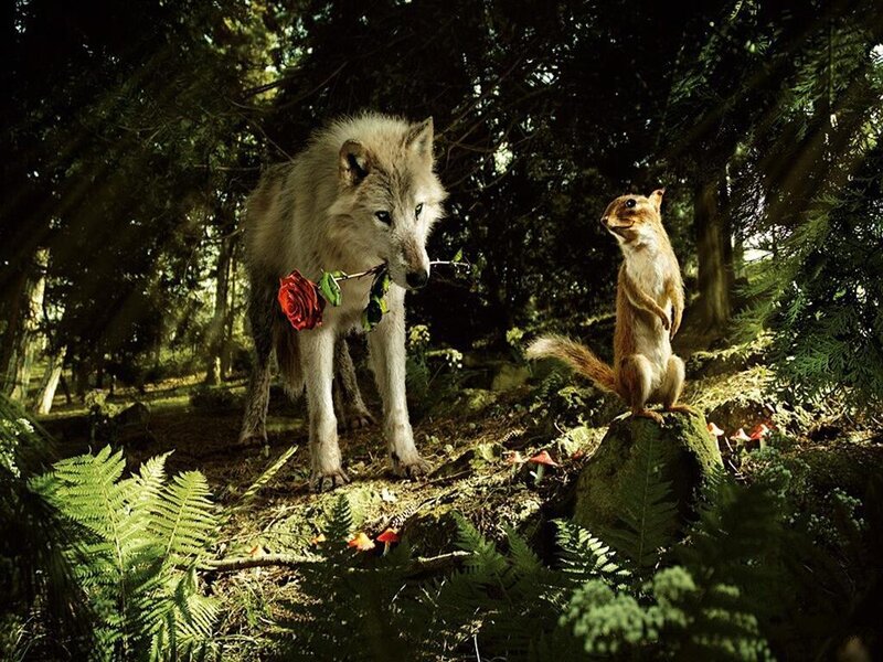 Wolf Holding Rose