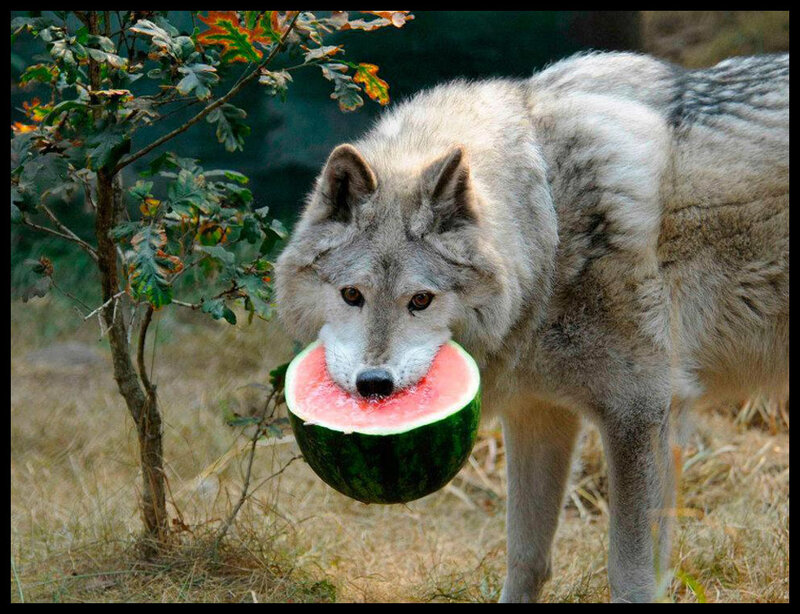 Wolf Holding Watermelon — Gray