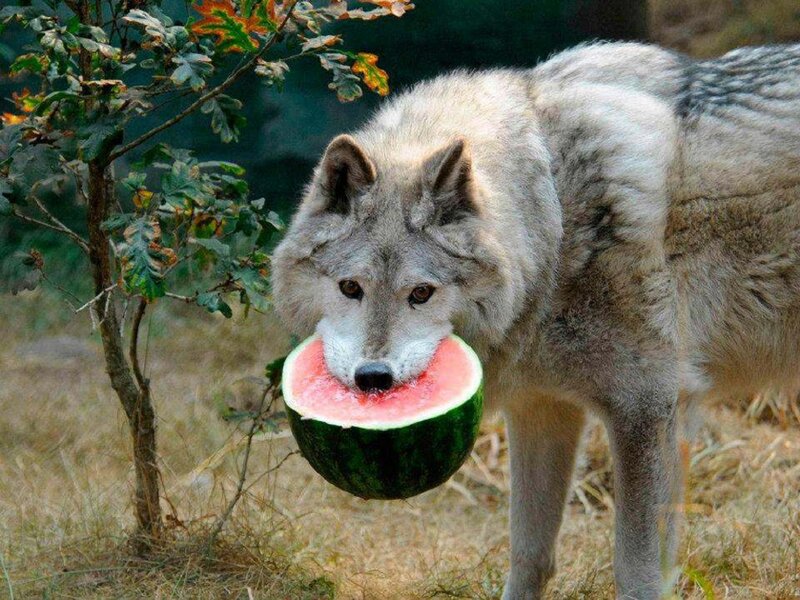 Wolf Holding Watermelon