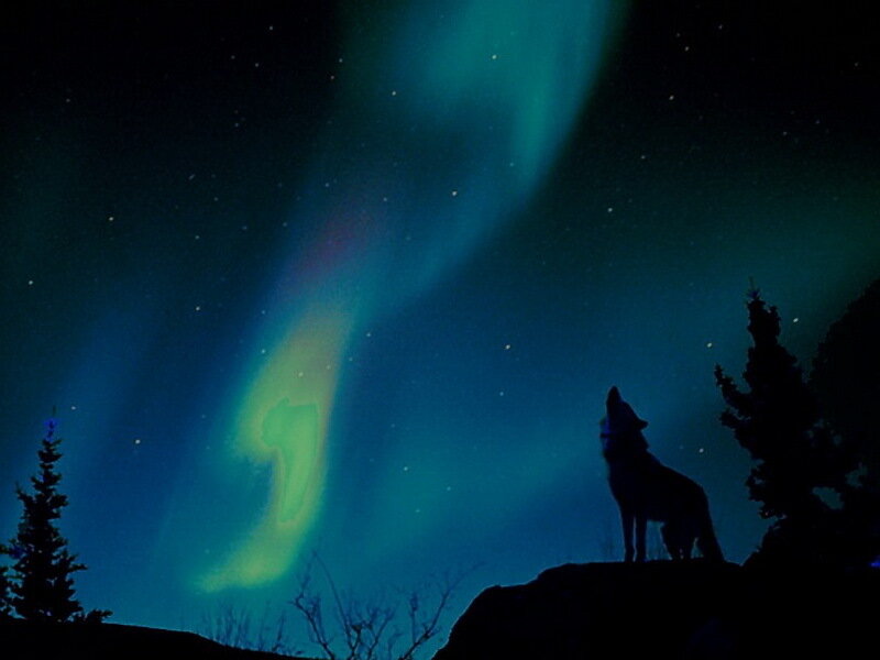 Wolf Howling at Aurora