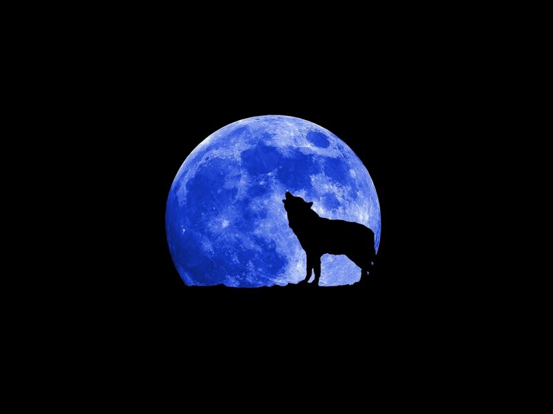 wolf howling at blue moon