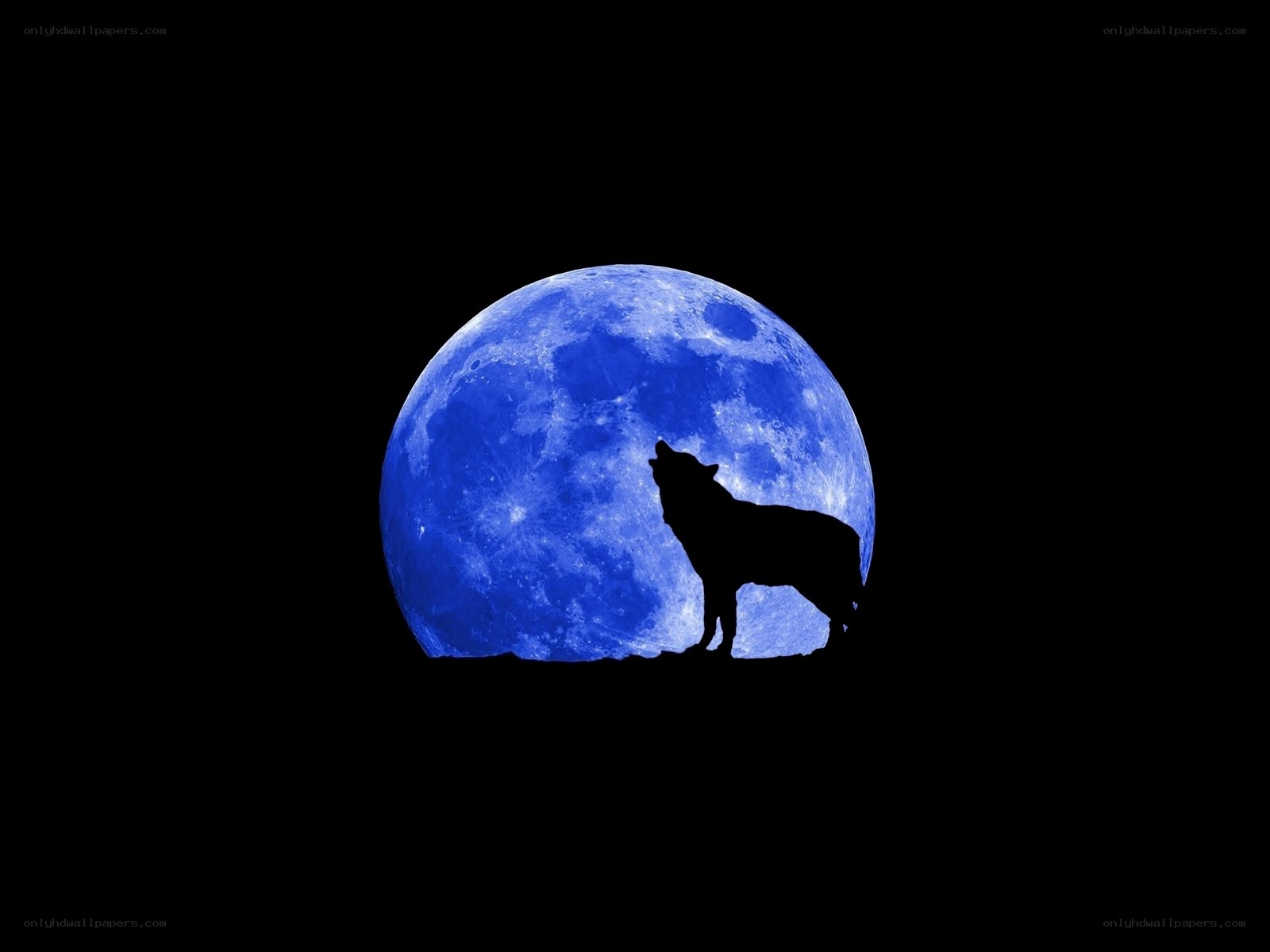 wolf howling at blue moon