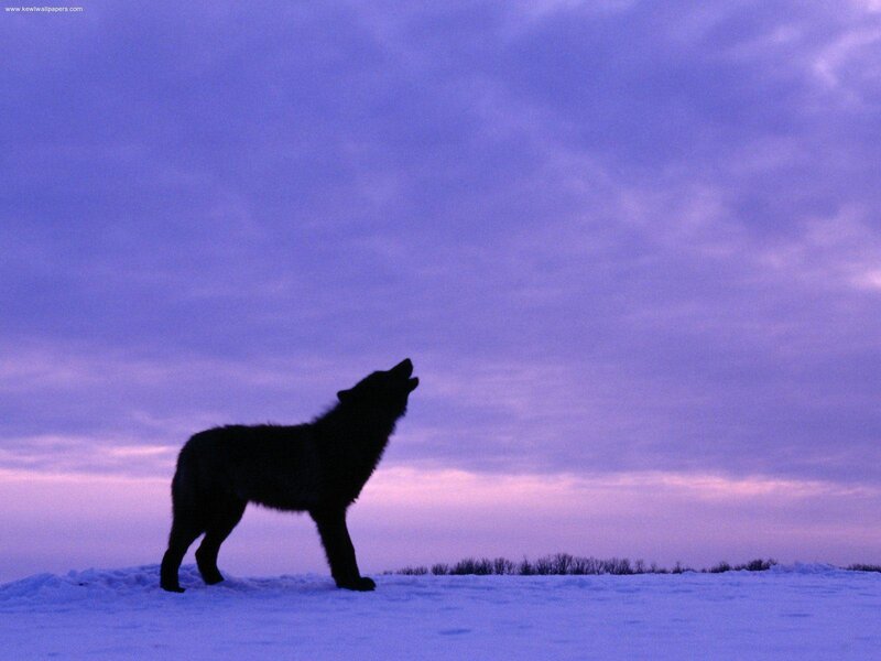 wolf howling at dusk