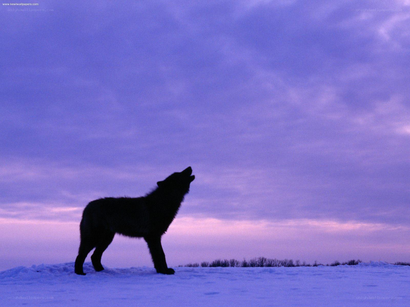 wolf howling at dusk