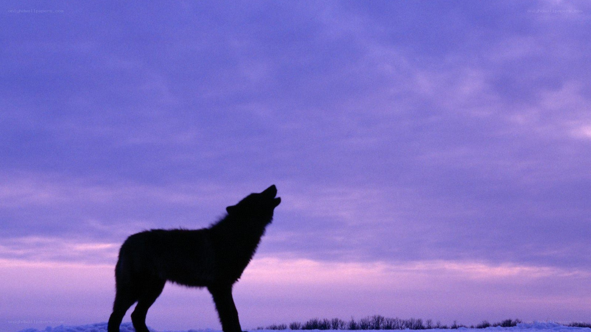 wolf howling at dusk
