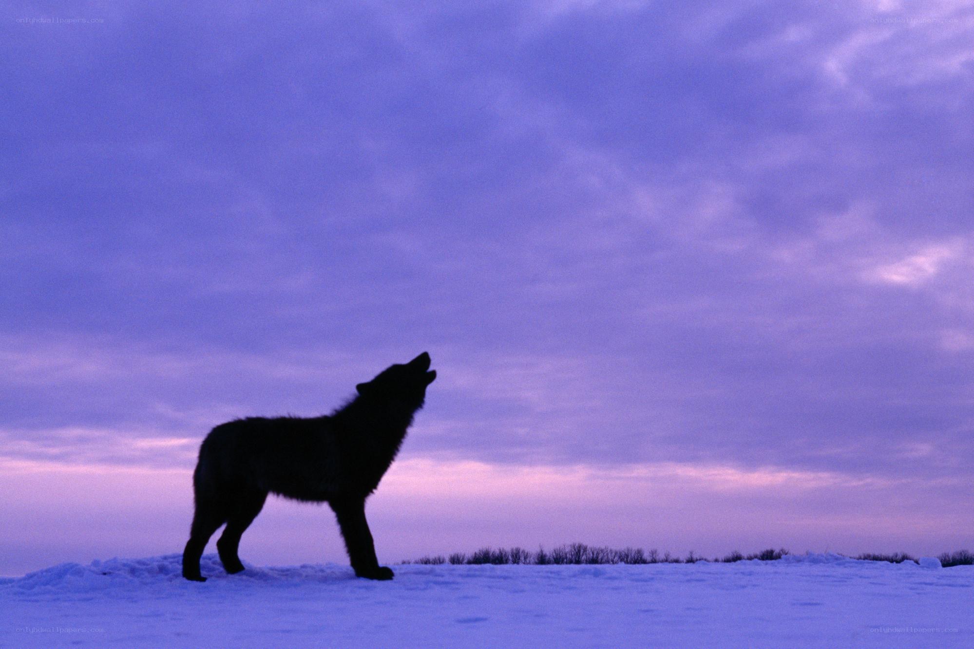 wolf howling at dusk