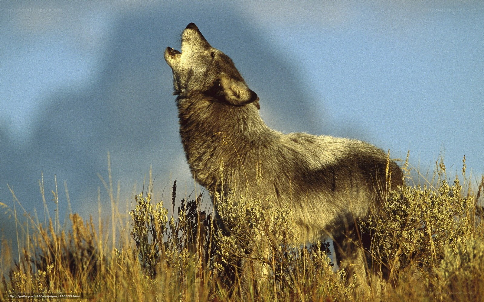 wolf howling at dusk
