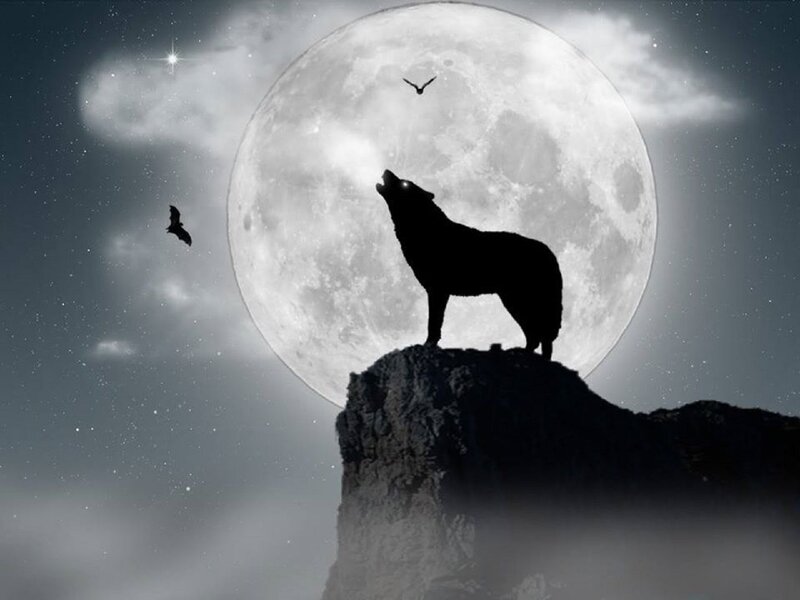 Wolf Howling at Moon — Black, Dramatic, Night, Digital Art, Bat, Rock