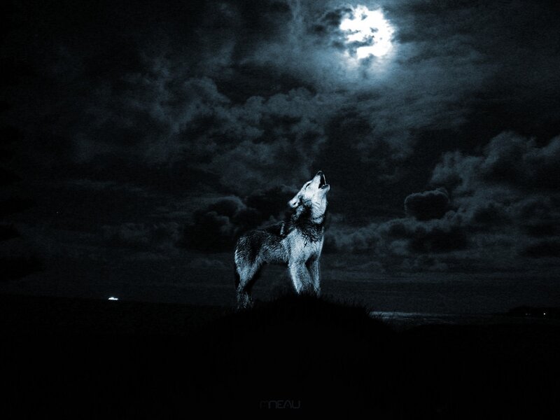 Wolf Howling at Moon — Black, Dramatic, Night, Digital Art, Clouds, Hill