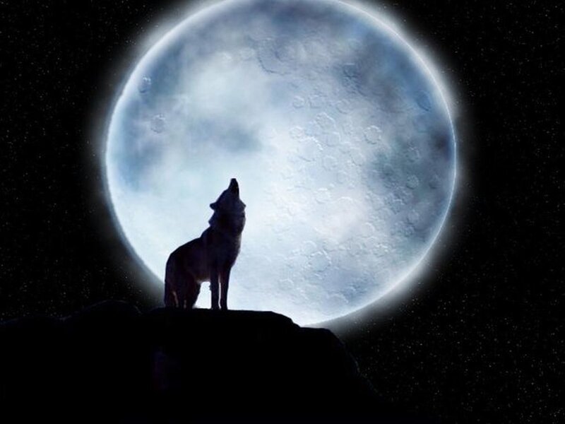 Wolf Howling at Moon — Black, Dramatic, Night, Digital Art, Rock