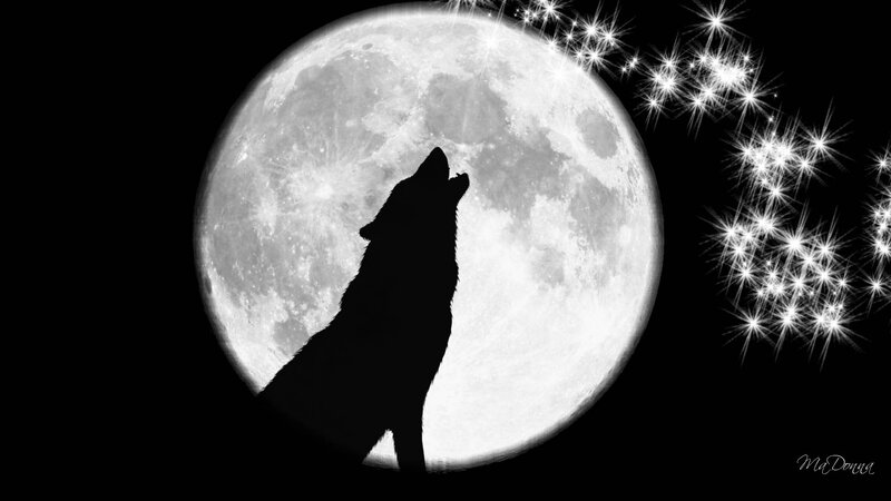 Wolf Howling at Moon — Black, Dramatic, Night, Digital Art, Stars, Silhouette