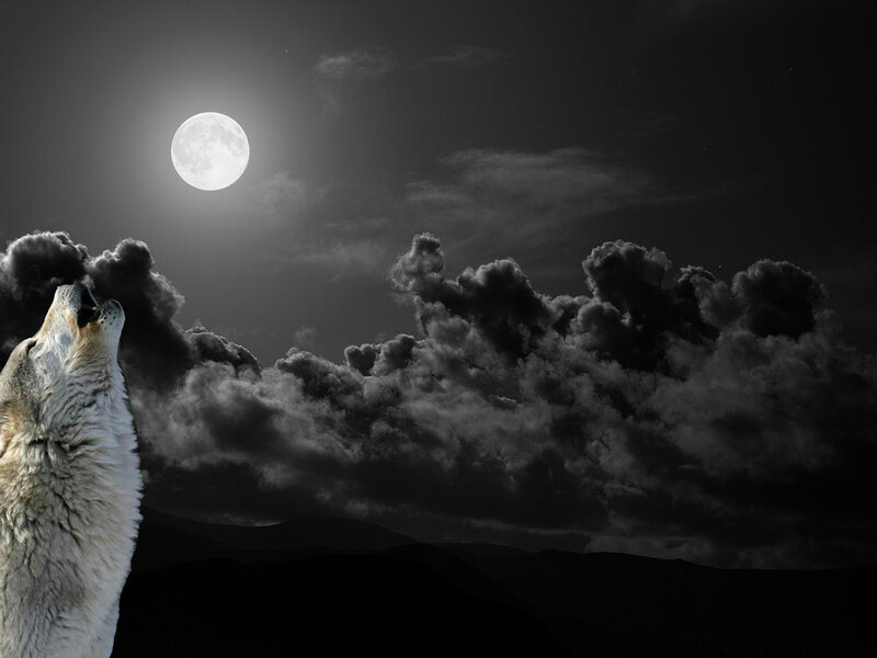 Wolf Howling at Moon — Black, Dramatic, Night, Photograph, Clouds, Mountains