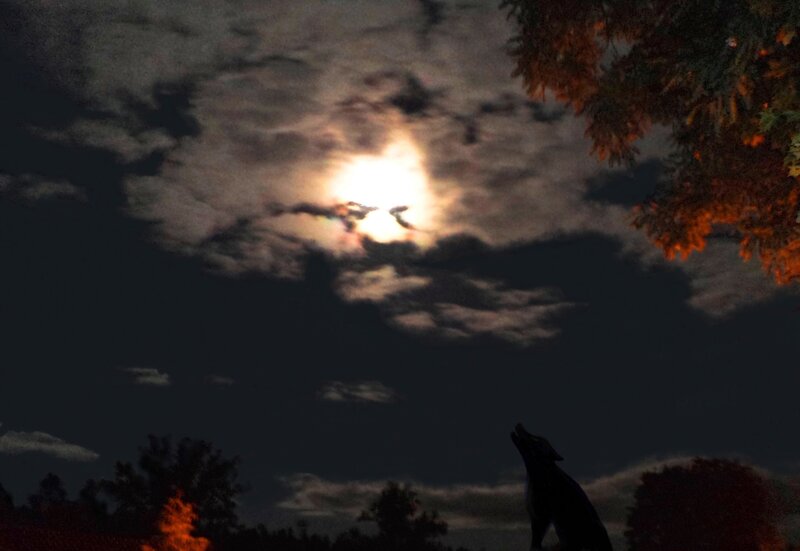 Wolf Howling at Moon — Black, Dramatic, Night, Photograph, Clouds, Trees
