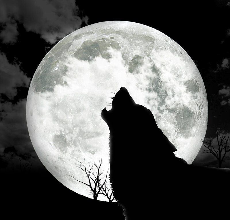 Wolf Howling at Moon — Black, Dramatic, Night, Photograph, Clouds, Trees, White