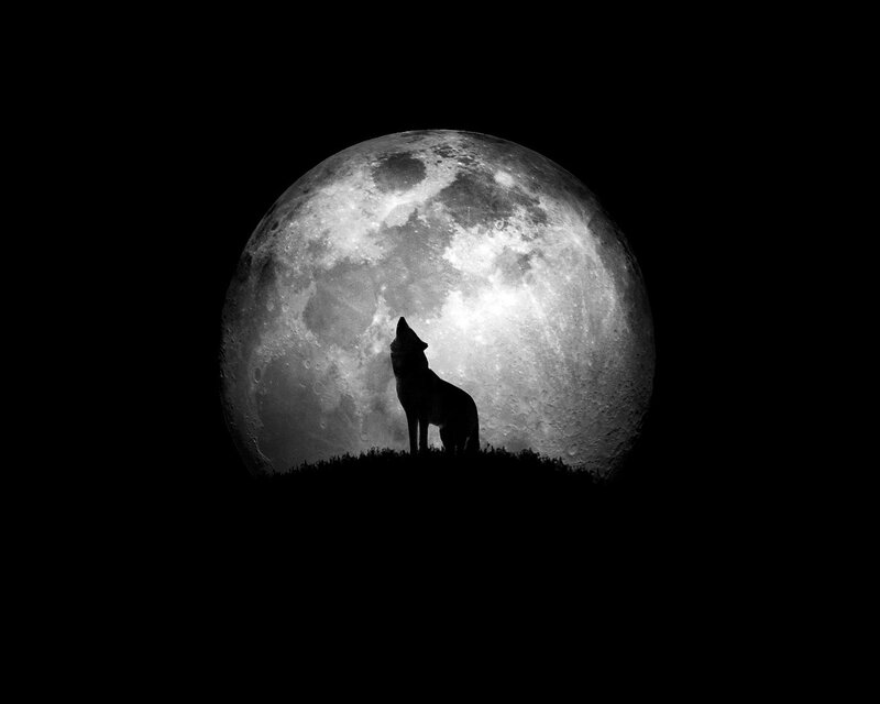 Wolf Howling at Moon — Black, Dramatic, Night, Photograph, Hill