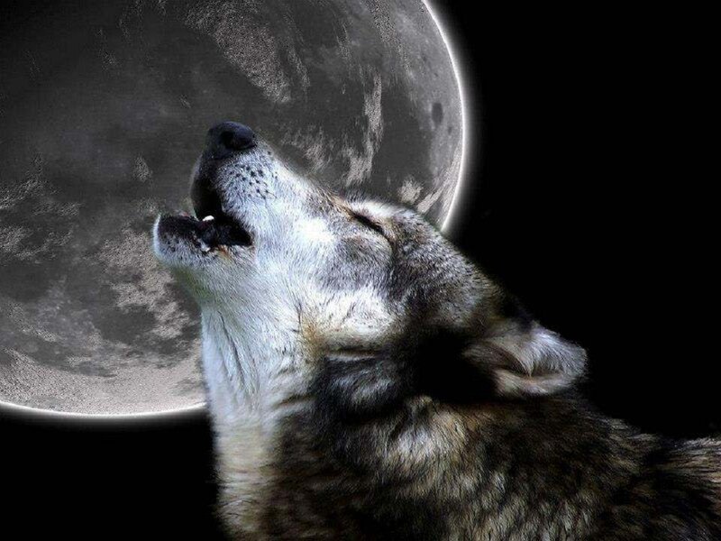 Wolf Howling at Moon — Black, Dramatic, Night, Photograph, Night Sky