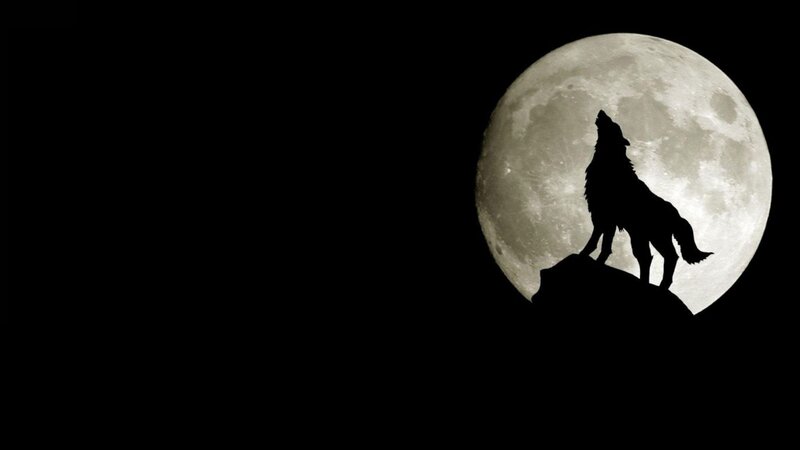 Wolf Howling at Moon — Black, Dramatic, Night, Photograph, Rock