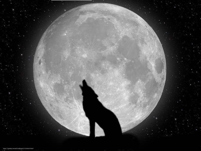Wolf Howling at Moon — Black, Dramatic, Night, Photograph, Stars