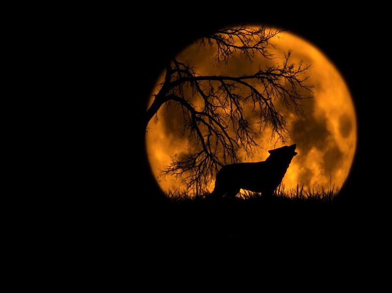 Wolf Howling at Moon — Black, Dramatic, Night, Photograph, Tree