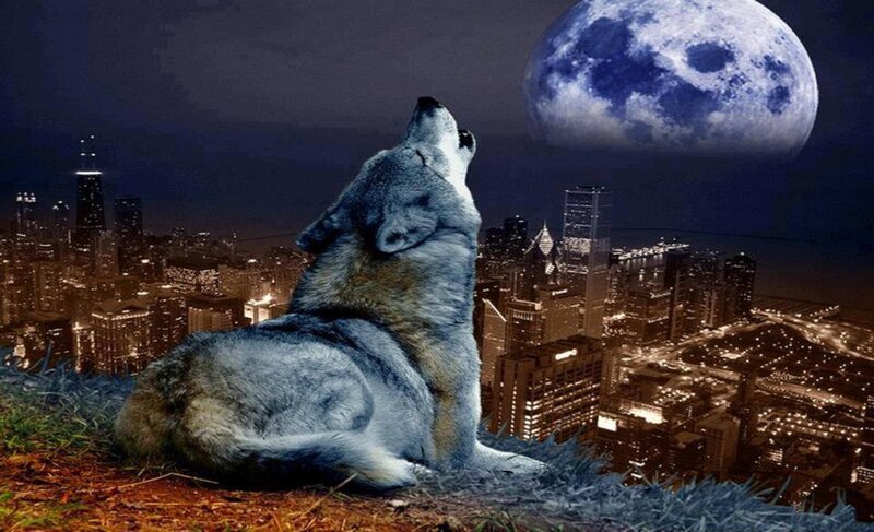 Wolf Howling at Moon — Blue, Dramatic, Night, Digital Art, City Skyline