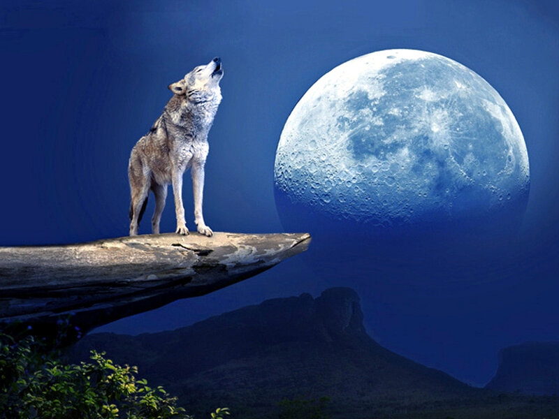 Wolf Howling at Moon — Blue, Dramatic, Night, Digital Art, Cliff, Mountains
