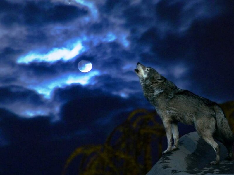 Wolf Howling at Moon — Blue, Dramatic, Night, Digital Art, Clouds, Rock
