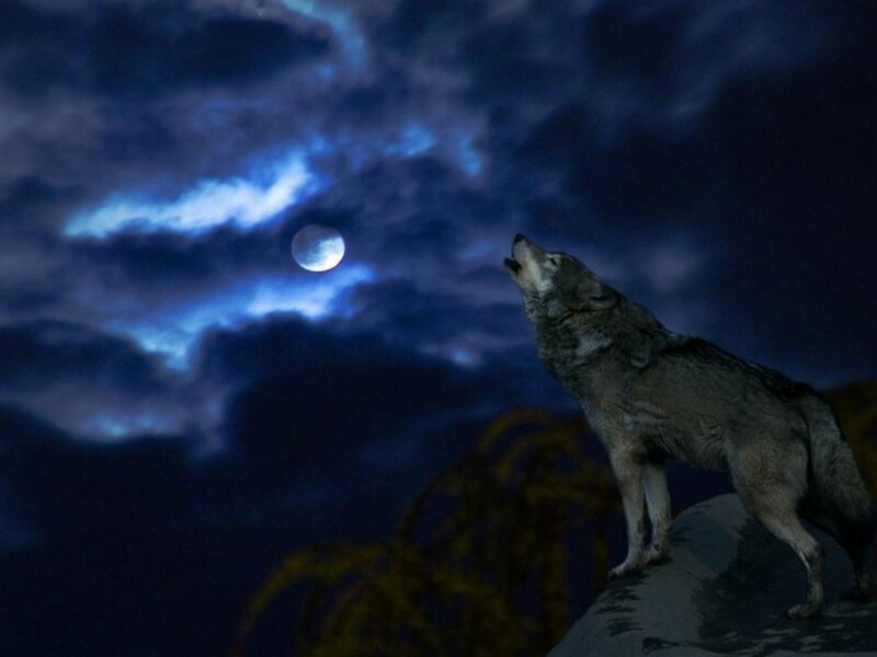 Wolf Howling at Moon — Blue, Dramatic, Night, Digital Art, Clouds