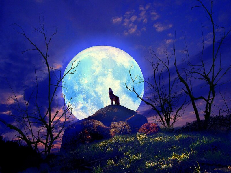 Wolf Howling at Moon — Blue, Dramatic, Night, Digital Art, Rock