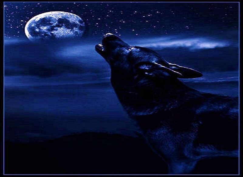 Wolf Howling at Moon — Blue, Dramatic, Night, Digital Art, Stars, Clouds