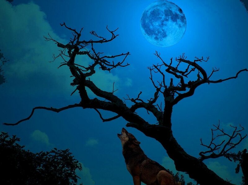Wolf Howling at Moon — Blue, Dramatic, Night, Digital Art, Tree