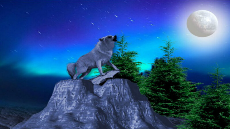 Wolf Howling at Moon — Blue, Dramatic, Night, Digital Art, Trees, Rock