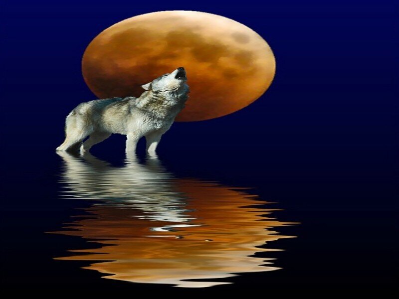 Wolf Howling at Moon — Blue, Dramatic, Night, Digital Art, Water