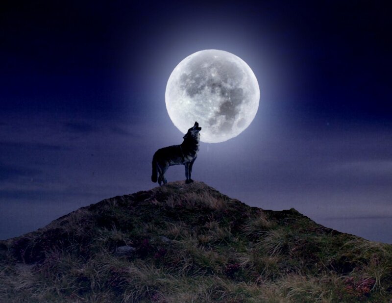 Wolf Howling at Moon — Blue, Dramatic, Night, Photograph, Hill