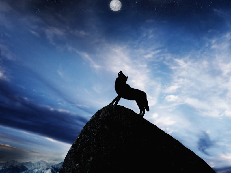 Wolf Howling at Moon — Blue, Dramatic, Night, Photograph, Mountain