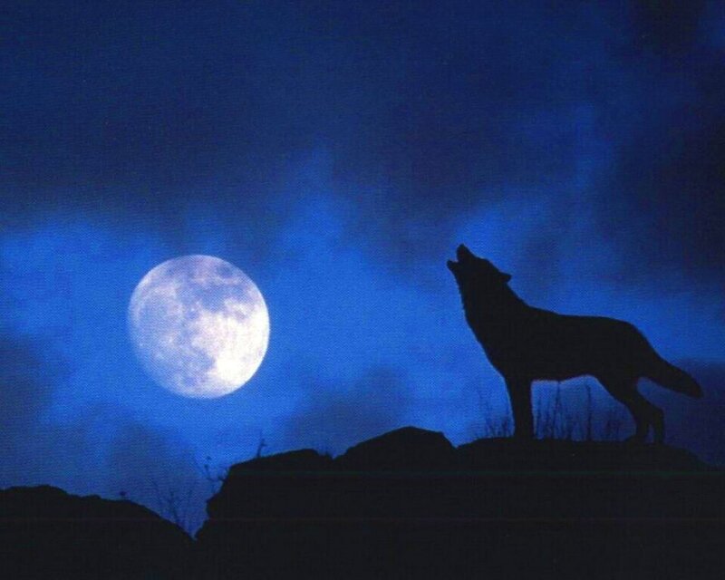 Wolf Howling at Moon — Blue, Dramatic, Night, Photograph, Rock
