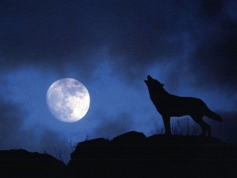 Wolf Howling at Moon — Blue, Dramatic, Night, Photograph