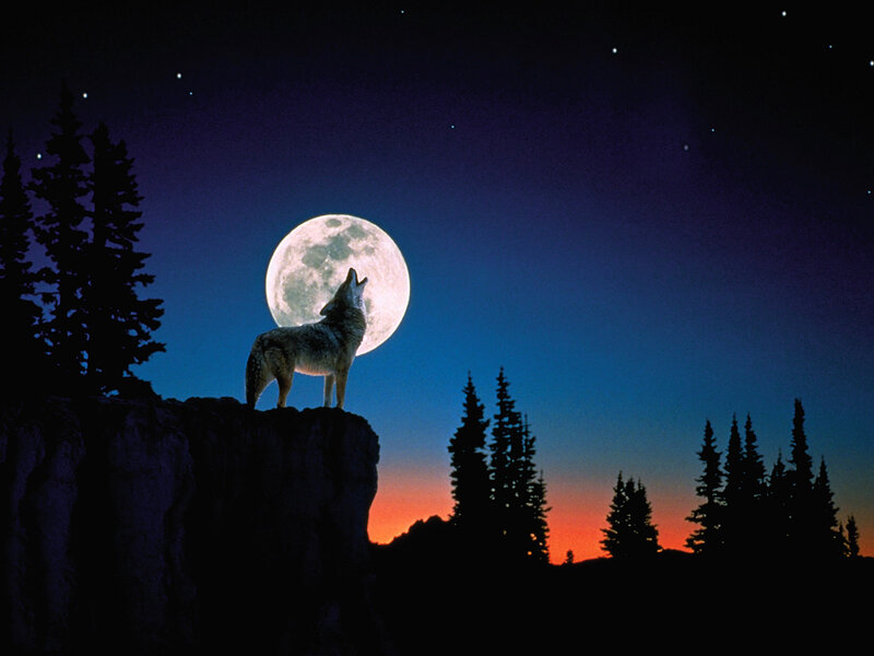 Wolf Howling at Moon — Blue, Dramatic, Night, Photograph, Trees