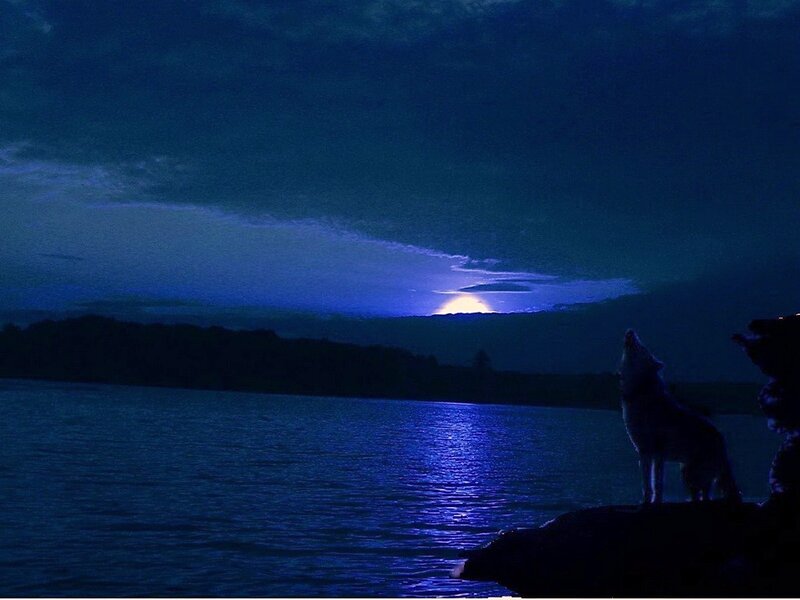 Wolf Howling at Moon — Blue, Dramatic, Night