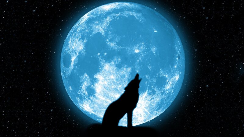 Wolf Howling at Moon — Blue, Silhouette