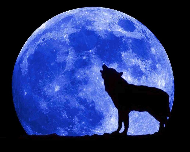 Wolf Howling at Moon — Dramatic, Digital Art
