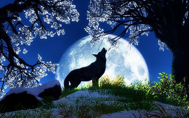 Wolf Howling at Moon — Grass