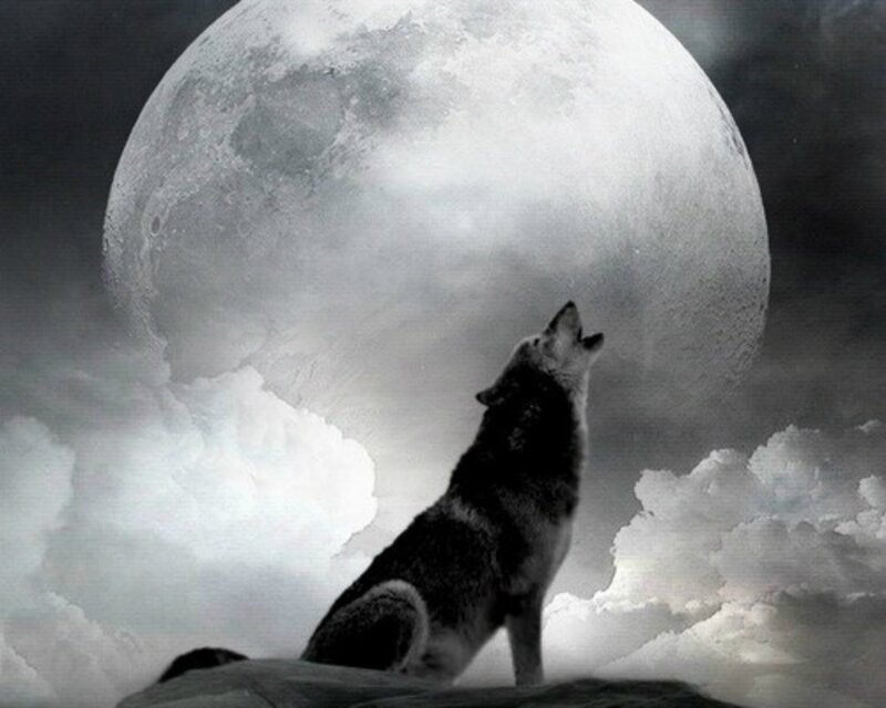 Wolf Howling at Moon — Gray, Dramatic, Night, Digital Art, Clouds, Rock